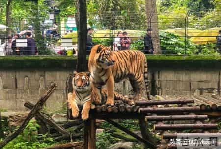 动物园作文,动物园作文结尾