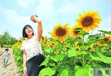 向阳花开,向阳花开