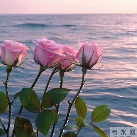 张晓磊爆款文章《爱的极致是放手，是成全，也是无奈》