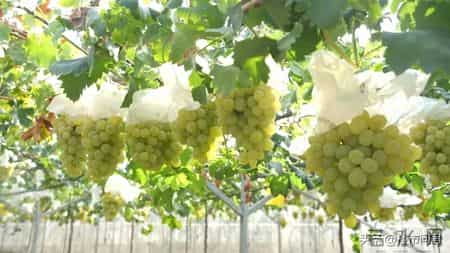 上海市已抢种蔬菜面积达8万多亩,上海的农业，竟然强得很可怕