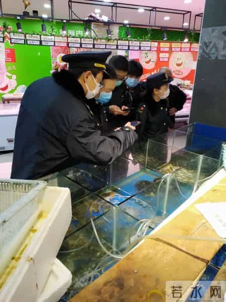 豪猪销售,还在违法销售黑斑蛙、豪猪？查！上海公布一批野生动物保护案件