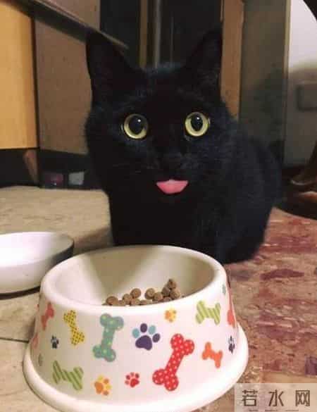 台湾强震来袭时水豚淡定自如,台湾水灾2020