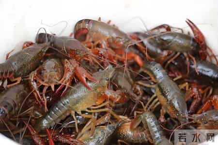 小龙虾价格下跌,财经观察丨从“夜宵霸主”到“价格腰斩”，小龙虾价格为何暴跌