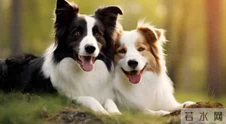 上海-防疫不力接受批评,嫌吵！女子小区毒杀边牧，上海法院判决来了