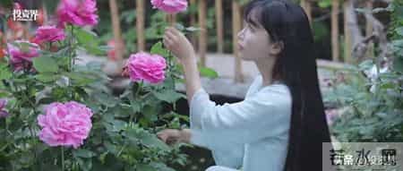 李子柒签约公司获字节入股,字节跳动，刚刚投了李子柒