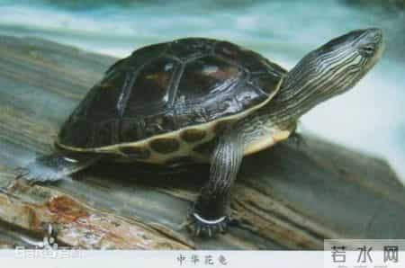 豪猪销售,还在违法销售黑斑蛙、豪猪？查！上海公布一批野生动物保护案件