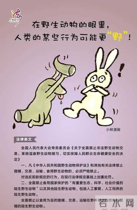 豪猪销售,还在违法销售黑斑蛙、豪猪？查！上海公布一批野生动物保护案件