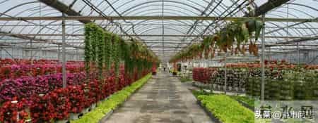 上海市已抢种蔬菜面积达8万多亩,上海的农业，竟然强得很可怕