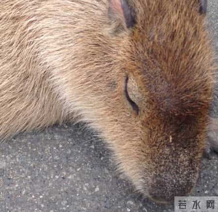 台湾强震来袭时水豚淡定自如,台湾水灾2020