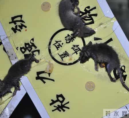 邋遢大王,邋遢大王奇遇记