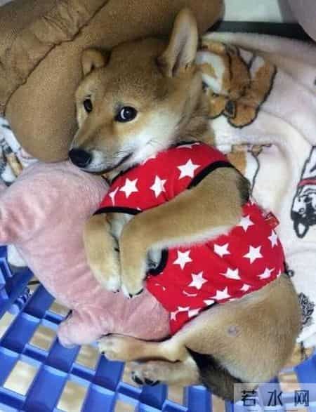 台湾强震来袭时水豚淡定自如,台湾水灾2020