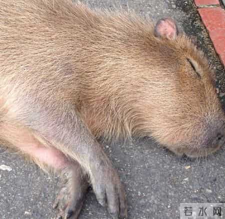 台湾强震来袭时水豚淡定自如,台湾水灾2020