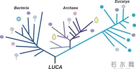 梅 安德森,梅·安德森