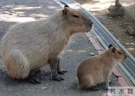 台湾强震来袭时水豚淡定自如,台湾水灾2020