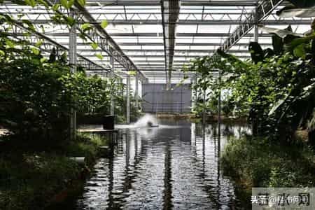 上海市已抢种蔬菜面积达8万多亩,上海的农业，竟然强得很可怕