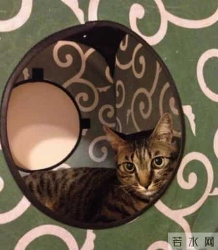 台湾强震来袭时水豚淡定自如,台湾水灾2020