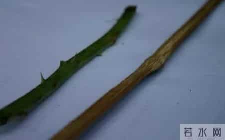 独龙族纹面,美还是丑？AI画家探索独龙族纹面千古之谜