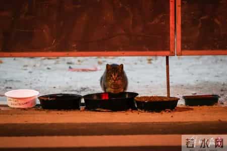 闹市裸拍,闹市裸奔犯法吗