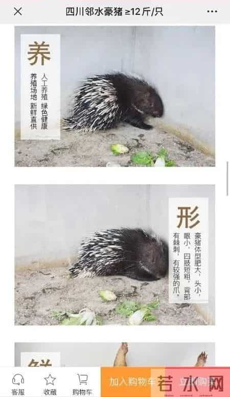 豪猪销售,还在违法销售黑斑蛙、豪猪？查！上海公布一批野生动物保护案件