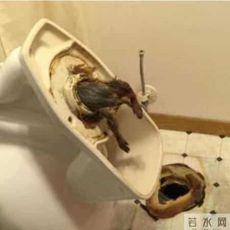 邋遢大王,邋遢大王奇遇记