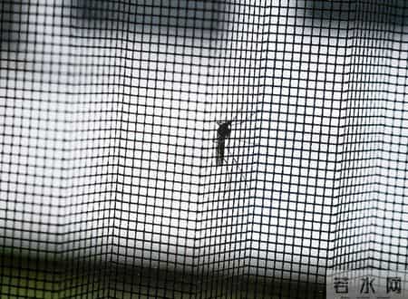 广东新增本土确诊47例,广东佛山顺德区确诊478例 小心这种由“花蚊子”传染的病