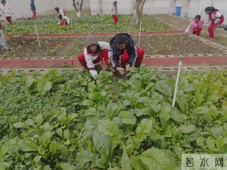 王通智,花漾竞放育新苗 五育融合谱华章——花溪区第三届“花漾杯”系列活动纪实暨区域教育高质量发展巡礼