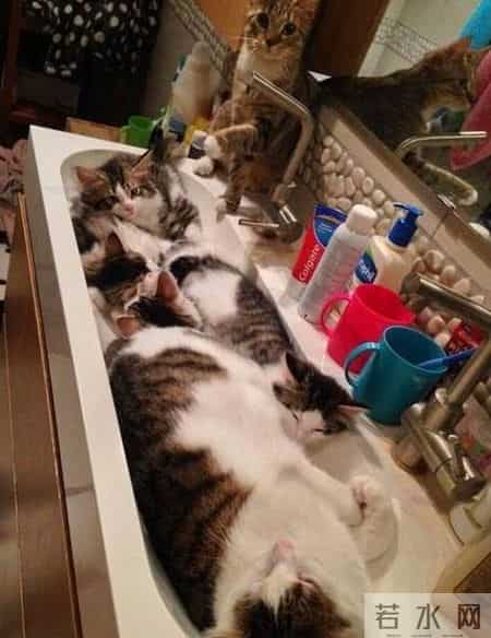 台湾强震来袭时水豚淡定自如,台湾水灾2020