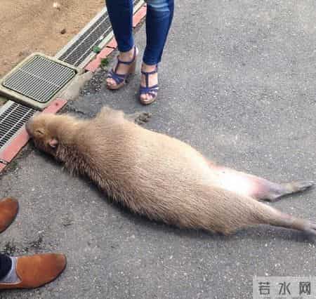 台湾强震来袭时水豚淡定自如,台湾水灾2020