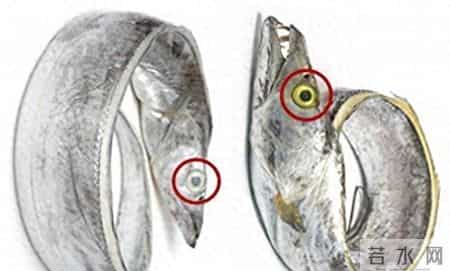 黄嘴鱼,黄唇鱼图片大全