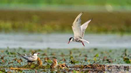 看长三角更高水平开放,2024年长三角区域发展指数稳步提升，区域高质量发展行稳致远