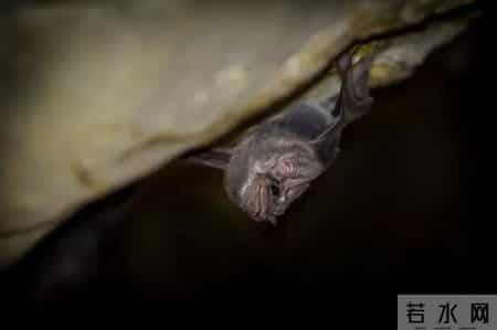 蝙蝠屎,科学家在蝙蝠上新发现6种冠状病毒，其粪便或为重要传播途径