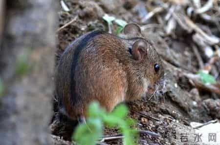邋遢大王,邋遢大王奇遇记