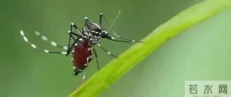 广东新增本土确诊47例,广东佛山顺德区确诊478例 小心这种由“花蚊子”传染的病