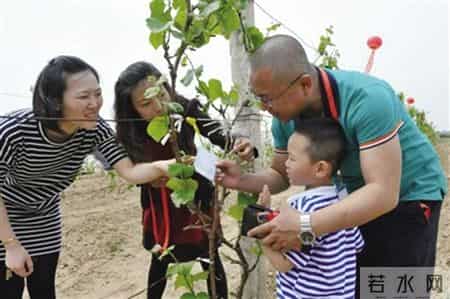 亲情葡萄树认养活动正式启动
