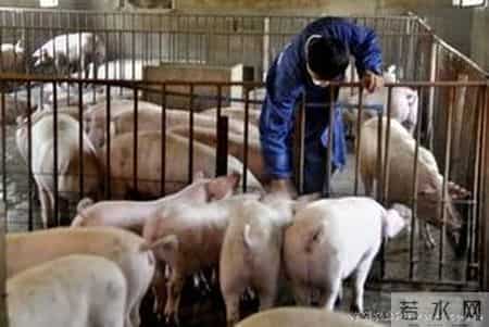 一场悬而未决的中国猪业革命