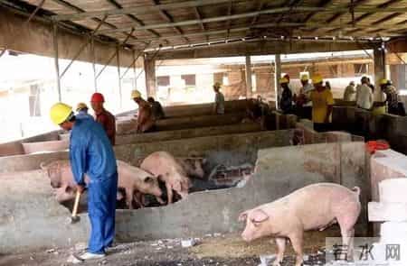 一场悬而未决的中国猪业革命