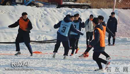 小雪球,小雪球狗是啥品种