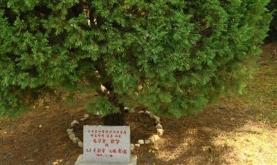 埋骨何须桑梓地，人生无处不青山