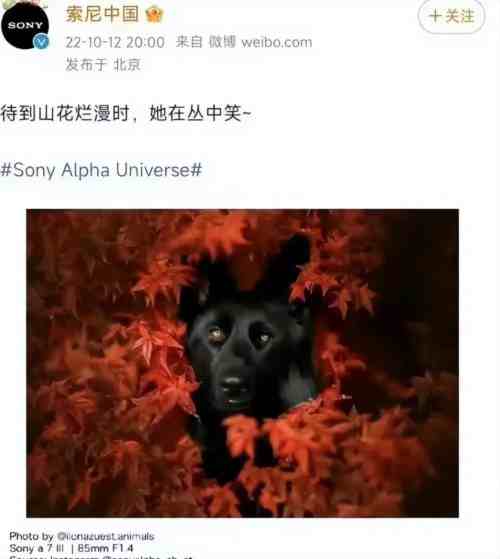 索尼被禁言，它们为何比我们更惦记邱少云？