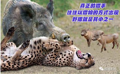 赏饭的富士康，遇见了抢饭的印度，却砸了美国精心准备的饭桌