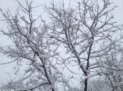 春节返乡见闻：一个病情加重的东北村庄