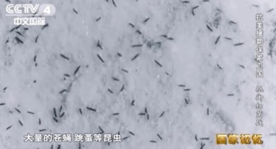 “除四害”没有任何意义？驳公知对毛泽东时代的污蔑