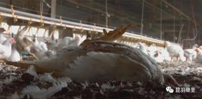 黑龙江全面禁止种植转基因作物：揭开美帝农业与食品加工业的秘密