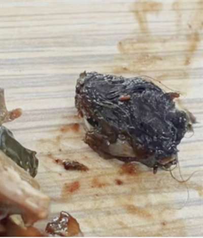 鸭脖就是鼠头，鼠头就是鸭脖，蒸馍，你不扶器？