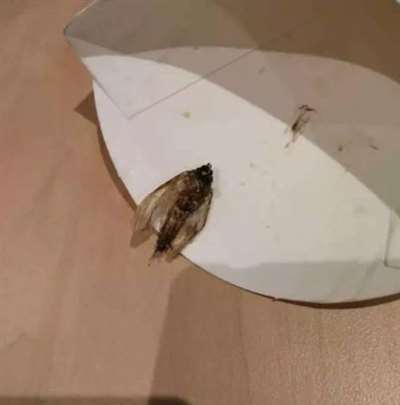 鸭脖就是鼠头，鼠头就是鸭脖，蒸馍，你不扶器？