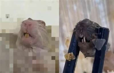 鸭脖就是鼠头，鼠头就是鸭脖，蒸馍，你不扶器？