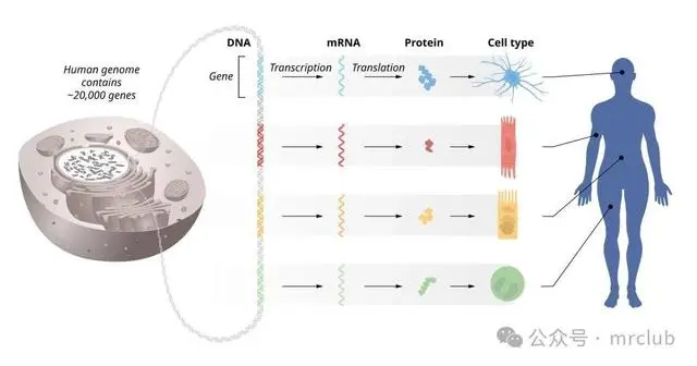 佟屏亚：2024年诺贝尔奖彻底揭穿“转基因危害真面目”