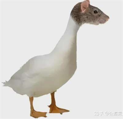 鸭脖就是鼠头，鼠头就是鸭脖，蒸馍，你不扶器？