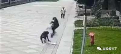 极端狗奴们为何再次集体沉默不语了？