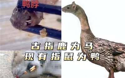 鸭脖就是鼠头，鼠头就是鸭脖，蒸馍，你不扶器？